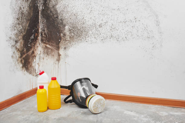 Best Mold Cleaning Services  in Hastings, MI