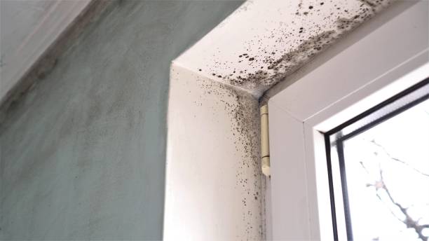 Best Commercial Mold Removal  in Hastings, MI