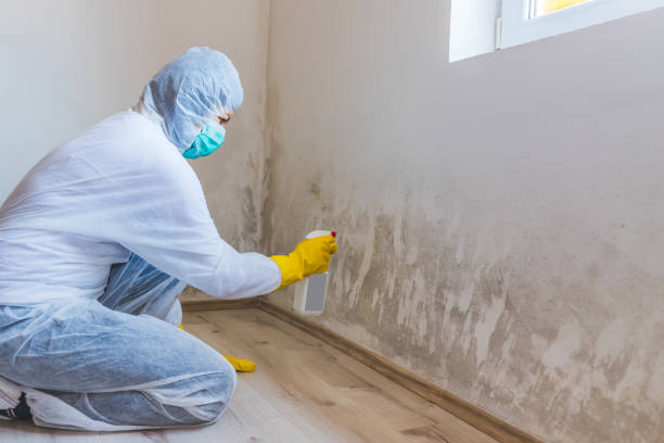 Home Mold Removal in Hastings, MI