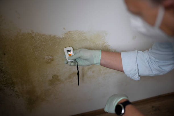 Best Affordable Mold Removal  in Hastings, MI