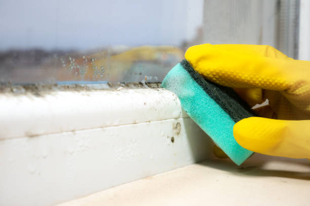 Best Home Mold Removal  in Hastings, MI