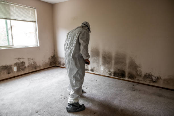 Best Attic Mold Removal  in Hastings, MI