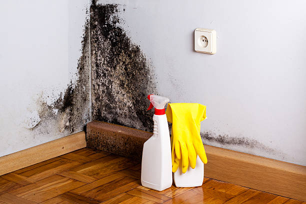 Best Best Mold Removal Companies  in Hastings, MI