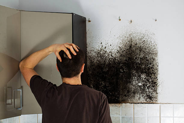 Best Professional Mold Removal  in Hastings, MI