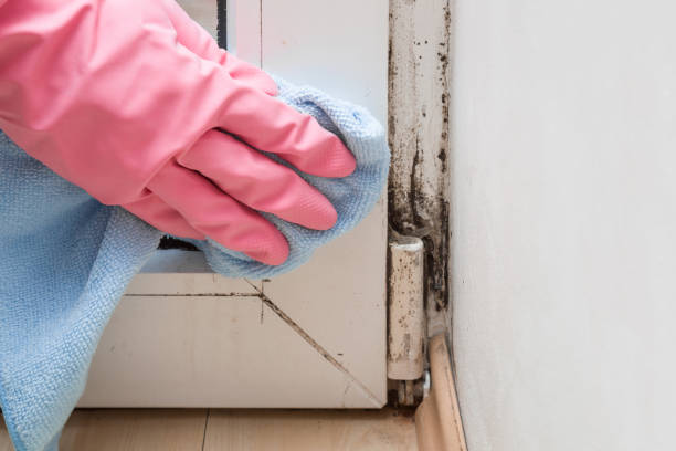 Best Toxic Mold Removal  in Hastings, MI